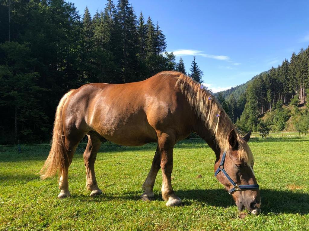 Baita Alpenrose Villa Ugovizza Esterno foto