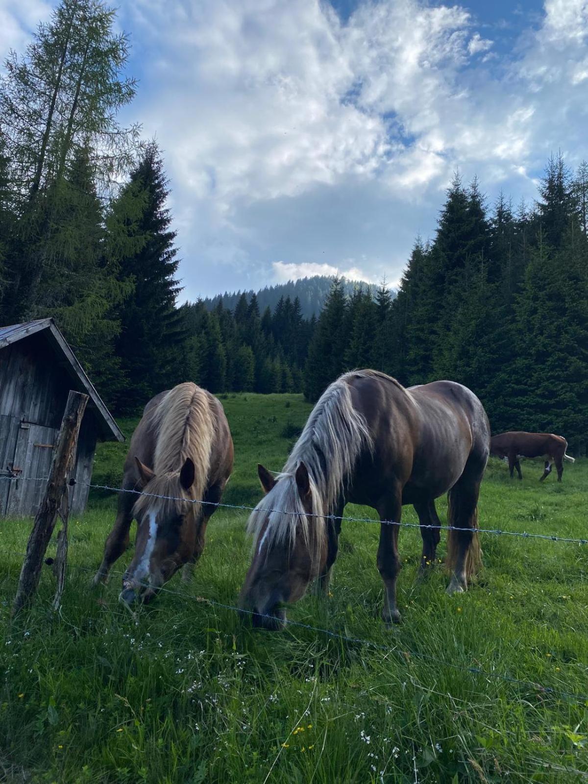 Baita Alpenrose Villa Ugovizza Esterno foto